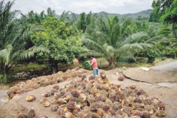 MPOB: Govt to earn palm oil windfall profit levy of RM500m