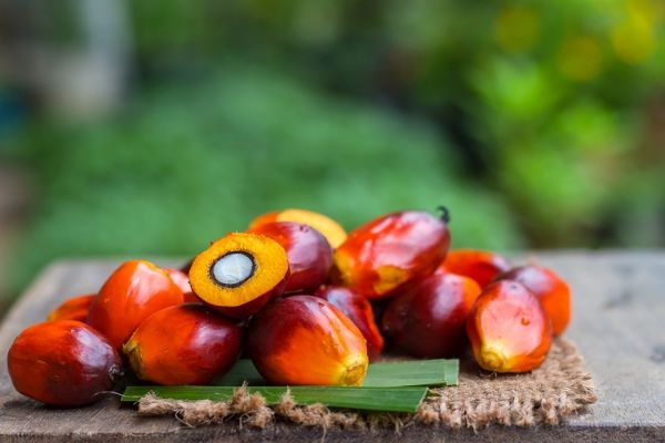 Conservation narratives do not deter palm oil: MPOB