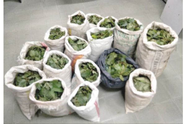 Foreign man held, 120.66kg ketum leaves seized in Keningau