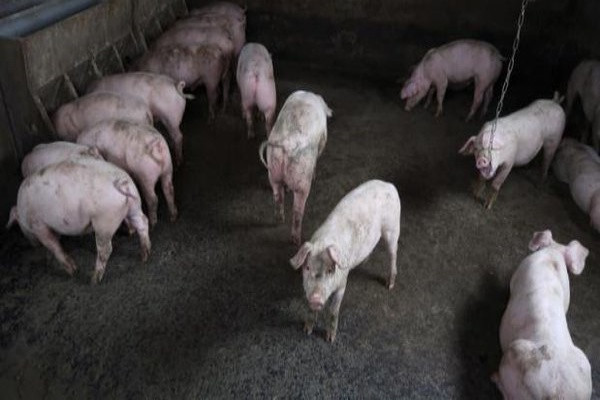 Sabah To Cull 3 000 Pigs To Stop Spread Of African Swine Fever Daily Express Online Sabah S Leading News Portal