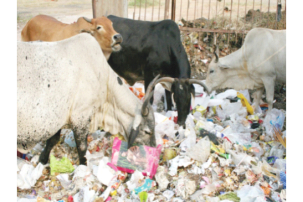 71kg of waste found in stray cow’s stomach