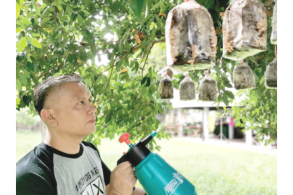 Hit financially by pandemic, Penampang man turns to mushroom