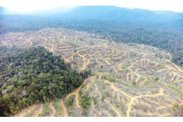 Banks act on deforestation, climate woes
