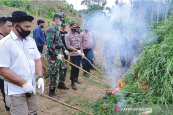 5ha of marijuana plantation in North Aceh destroyed