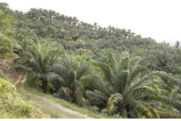 Sabah leads in sustainable oil palm