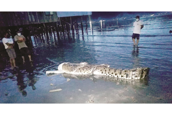 Gaya folks capture croc