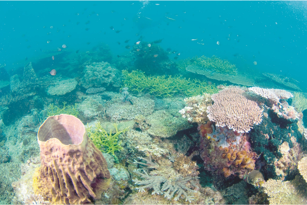The underwater world in the marine park just off Kota Kinabalu.