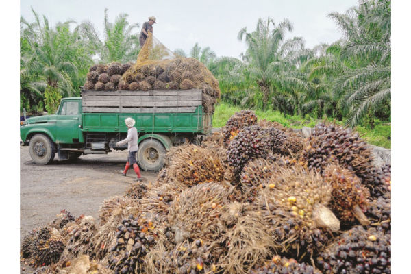 Sabah role in RM100b palm oil revenue