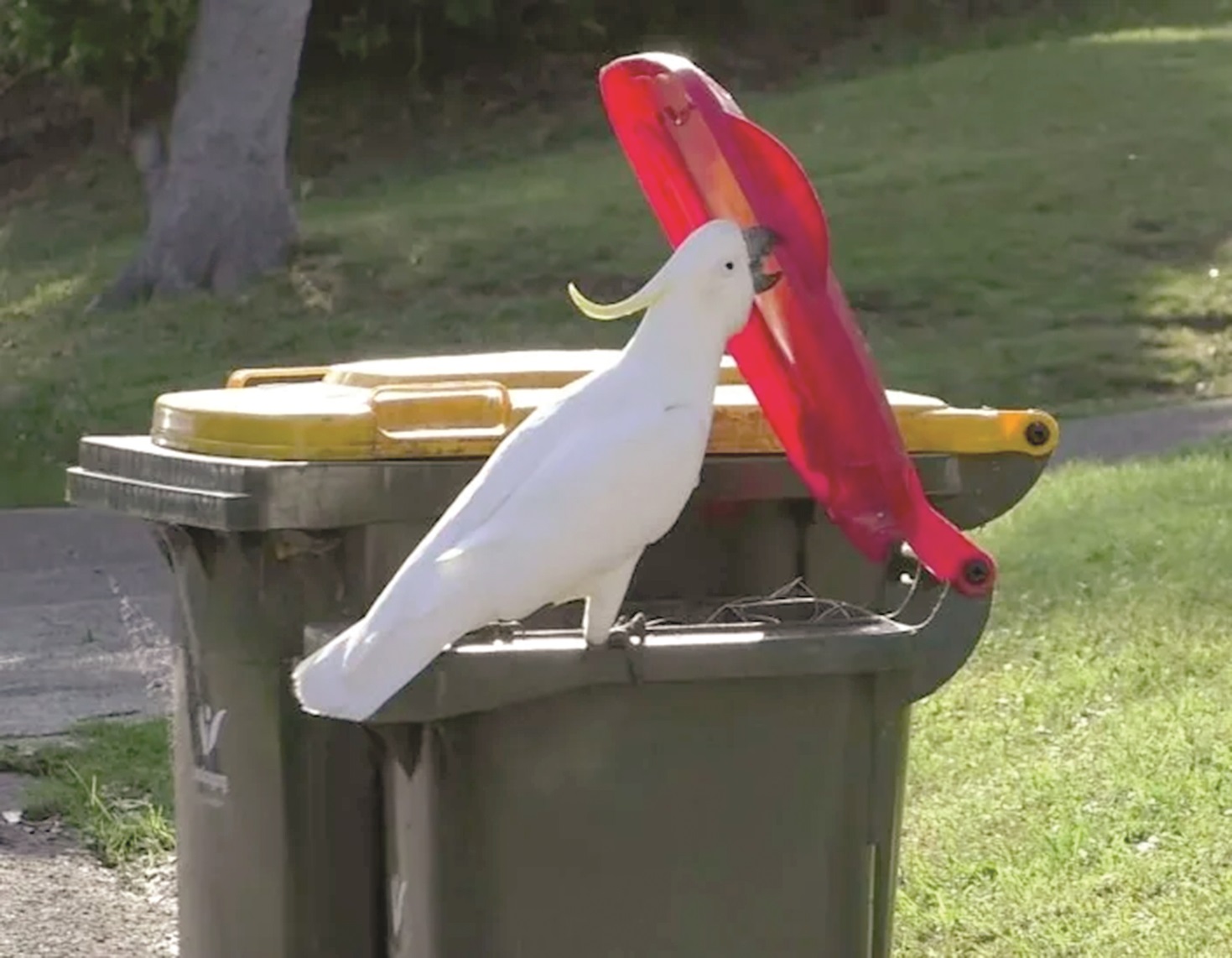 A dumpster lid or two won’t stop a cockatoo from feasting
