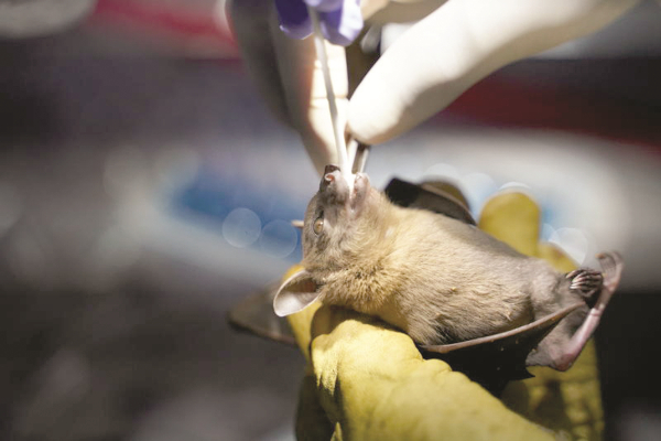 Bats with Covid-like viruses found in Laos
