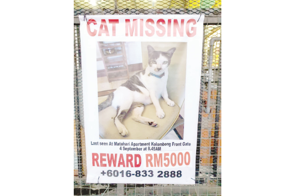 Ganjaran RM5,000: Pemilik mencari kucing penyelamat yang hilang di Kolombong