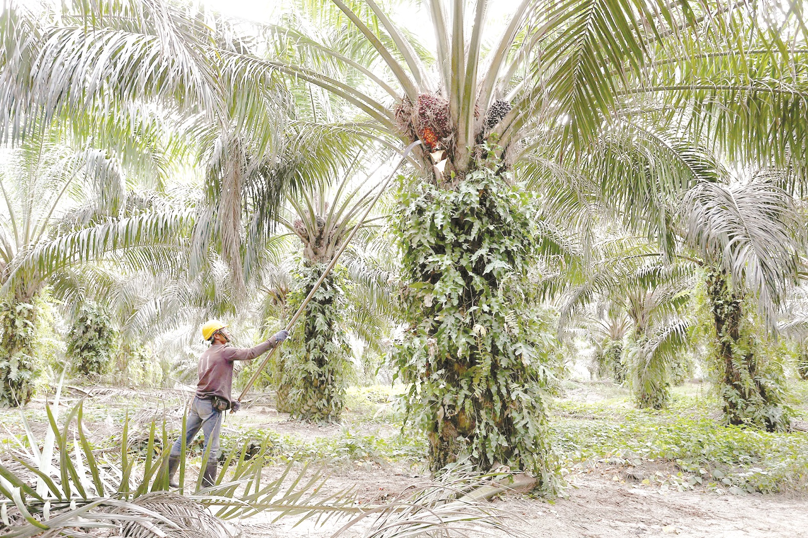 MSPO acceptance helps improve corporate image of palm oil industry in China