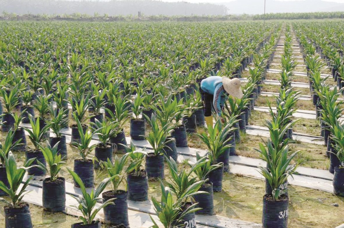 MPIC refining applications from smallholders for oil palm replanting grant