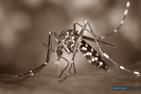 Get tested for dengue if you have these symptoms: MMA