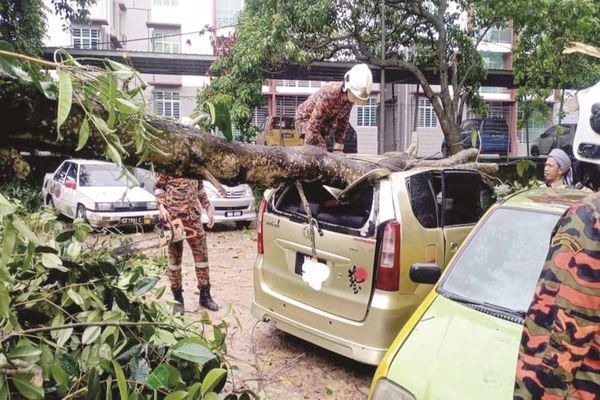 Two vehicles damaged in Tuaran after being hit by tree
