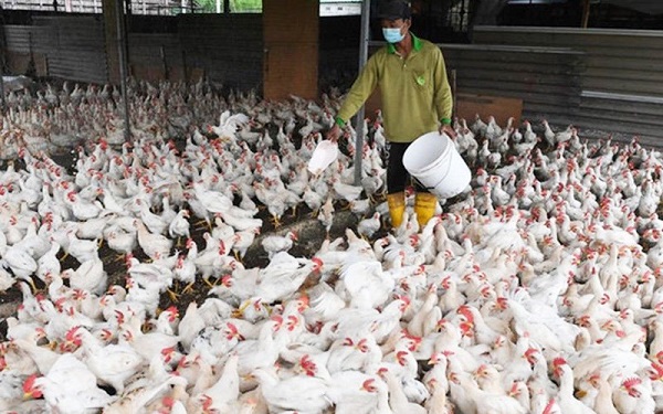 Palm kernel waste to be used as animal feed to control chicken prices