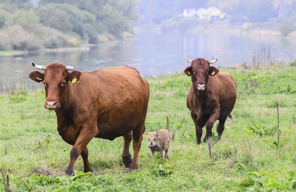 Herd the news? Wild boar piglet adopted by cows