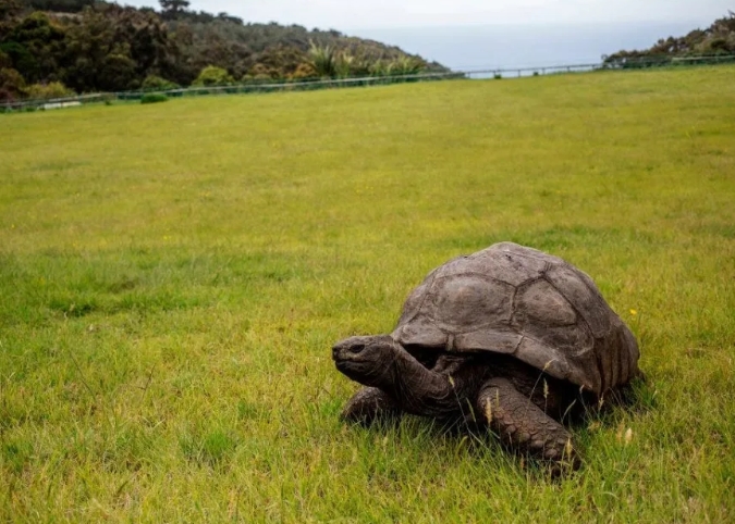 Jonathan the world's oldest tortoise celebrates 190th birthday