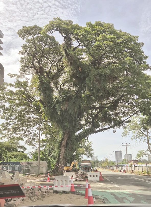 City Hall hopes a ‘protection zone’ will be set up around this tree on Jalan Teluk Likas.