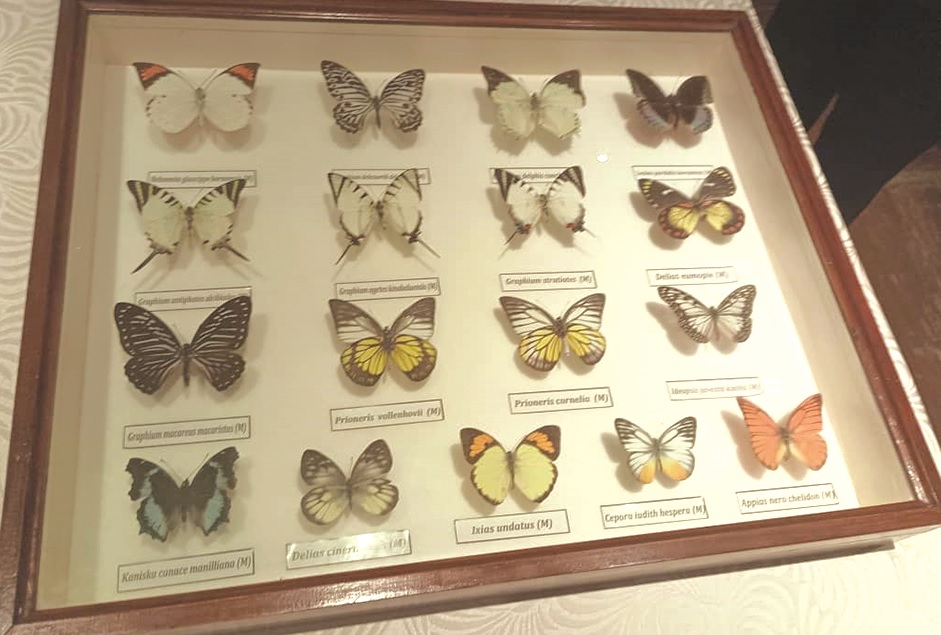 From worm to flying beauty