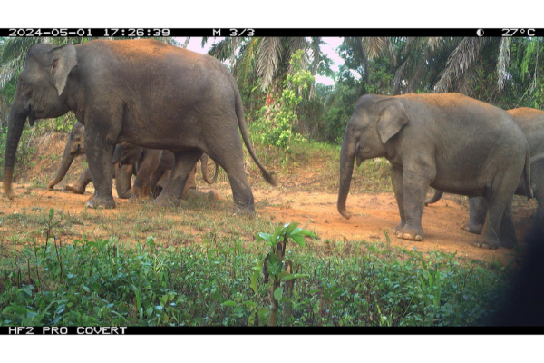 Greater Tabin – wildlife corridor working