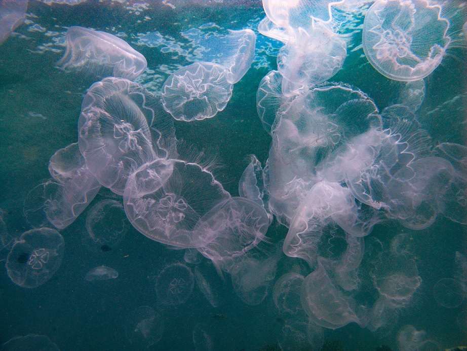 Jellyfish bloom in Sabah. (Pic: Dr Achier Chung)