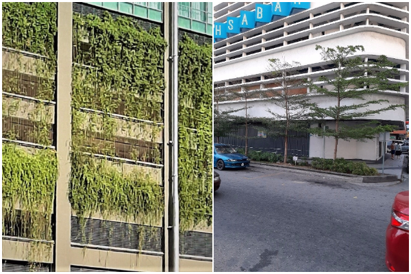 Trees are not decorations, they are infrastructure: Urban greening advocate