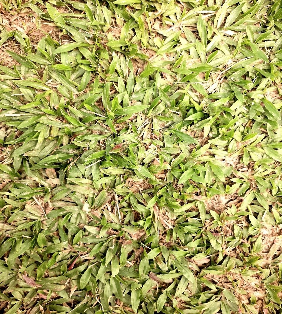 Cow grass grown on open ground. 