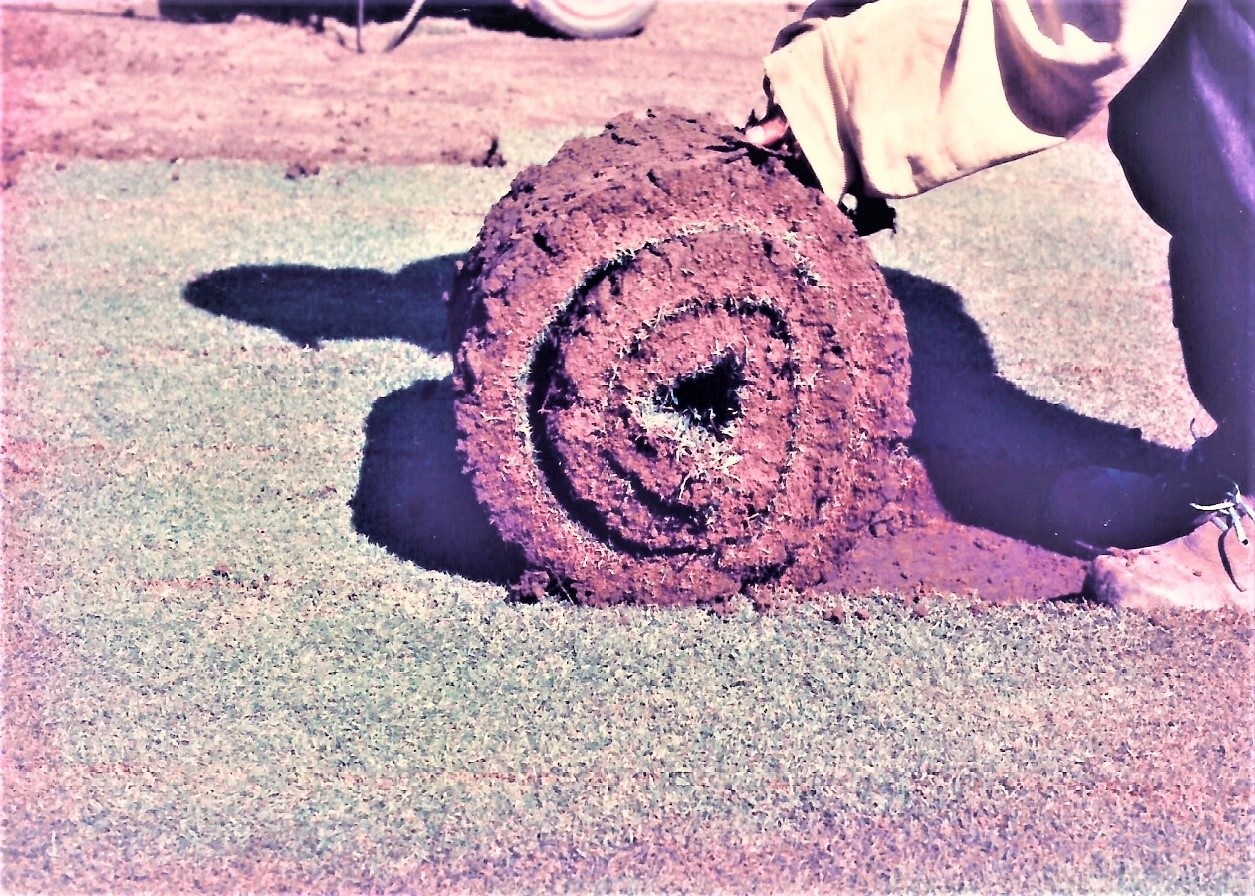 Harvested turf being rolled up for easier transportation. 
