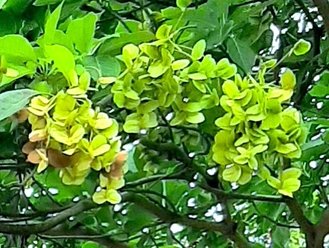 Immature fruit trusses.