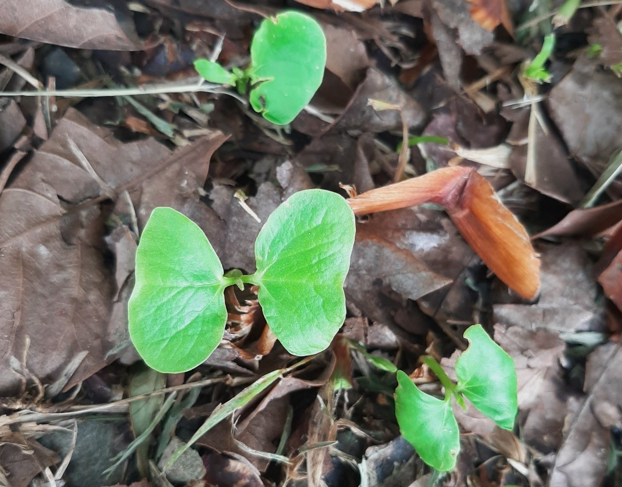 Seedlings sprouting on the ground. 