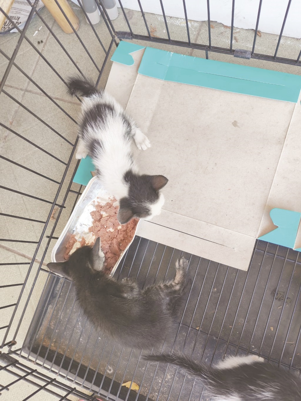 Having pets: A lifetime commitment and not a passing fancy