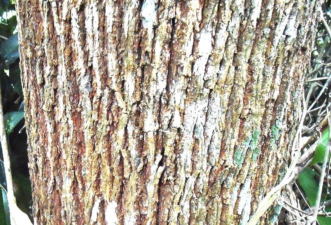 The stem or trunk with shallow fissures that run longitudinally.