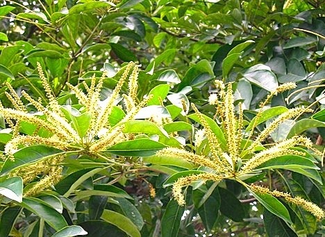 Inflorescence of mentalun trees. 