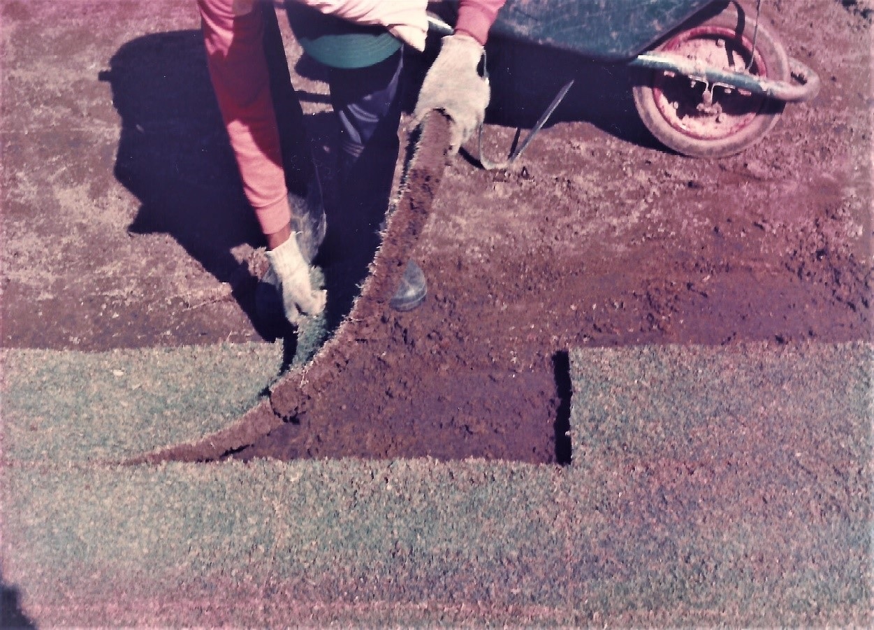 Turf being cut into smaller pieces or mats for easier handling.