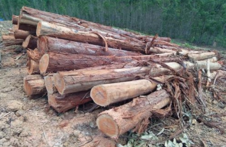 Sabah Softwoods started it all