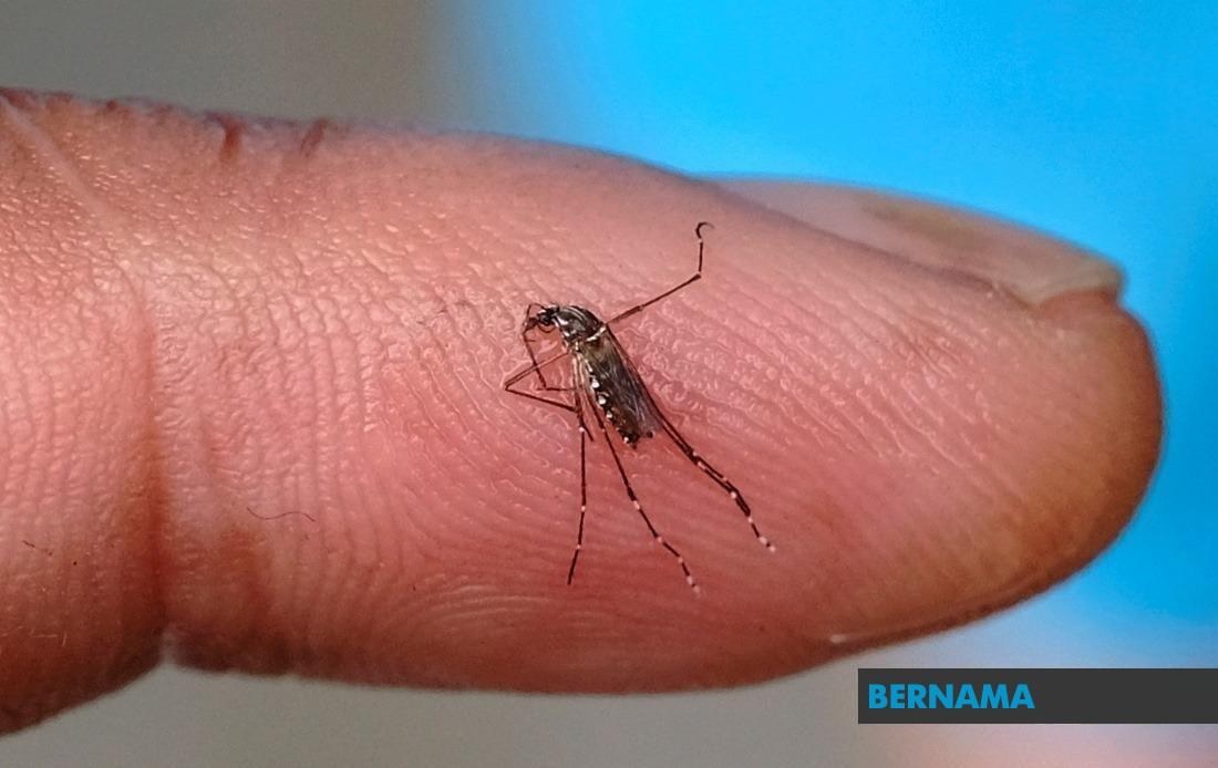 Dengue cases climb 34.8pc; Sabah records rise