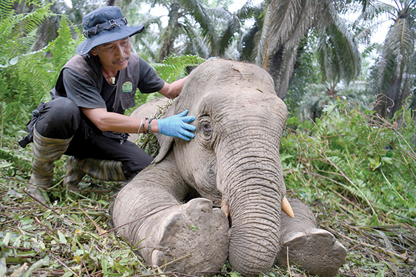 Jibius, Sabah’s own elephant ‘whisperer’