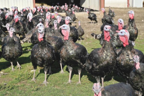 UK families gobble up teenier turkeys for Covid Christmas