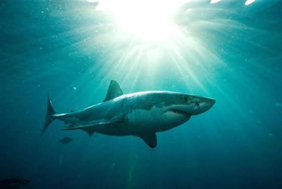 Man dies in shark attack off Australia's west coast