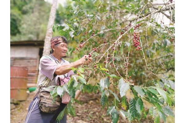 Putting Sabah on global coffee beans map