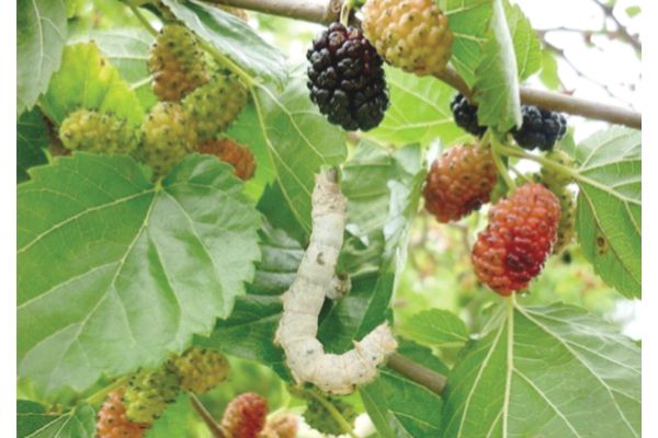 Tambunan mulberry project seen as shining example