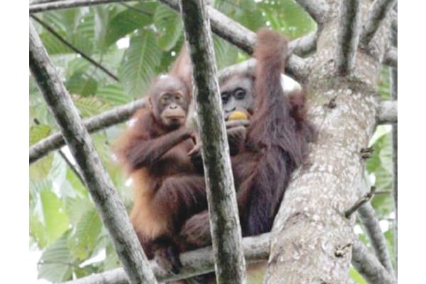 Reforested Bukit Piton gives hope to orang-utan population survival