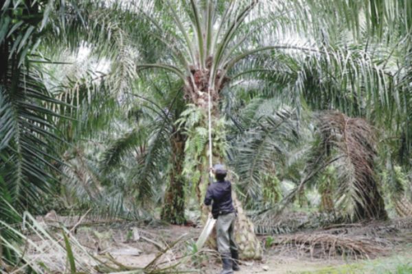 Palm oil sector urged to have early talks over new EU move