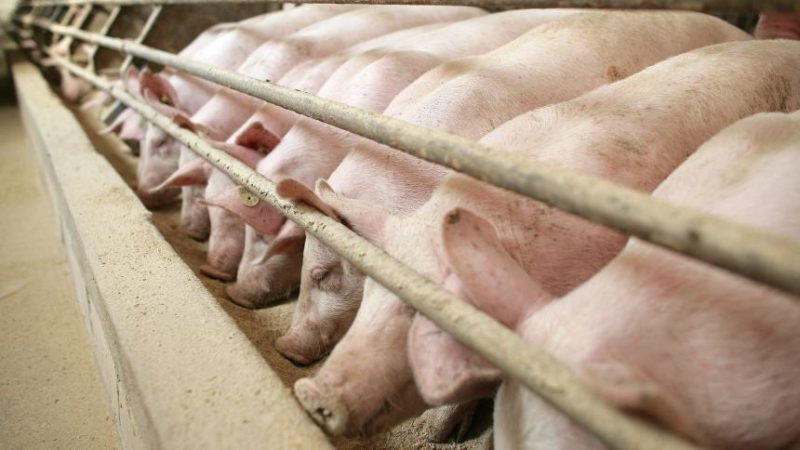Sarawak bans pigs, pork products from Sabah