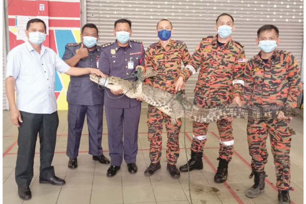 100kg croc caught in Keningau
