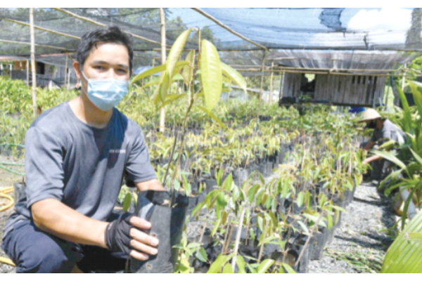Discarded durian seed a money spinner for Kota Belud man