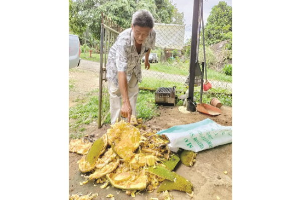 Bad weather affects fruits in Ranau