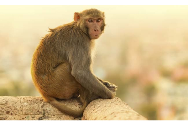 Unusual incidence of monkey malaria in K’gau