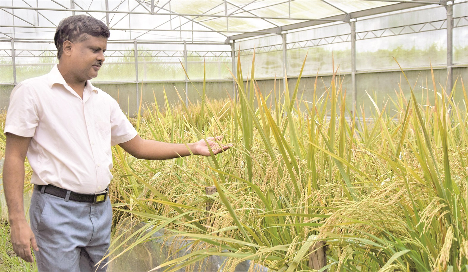 P’pines the world’s first to approve GMO golden rice